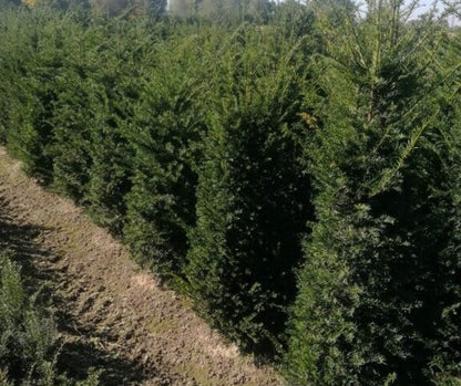 Eibe / Taxus Baccata 80/100 cm