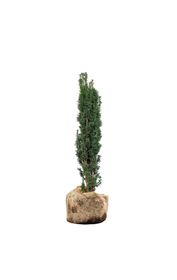 Schmale Säuleneibe/Taxus Baccata Fastigiata Robusta 80/100 cm