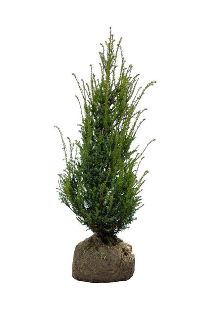 Eibe / Taxus Baccata 80/100 cm