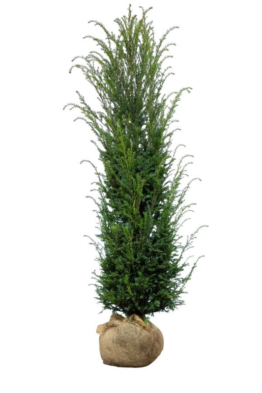 Eibe / Taxus Baccata 180/200 cm