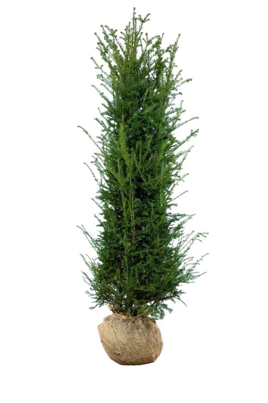 Eibe / Taxus Baccata 200/225 cm