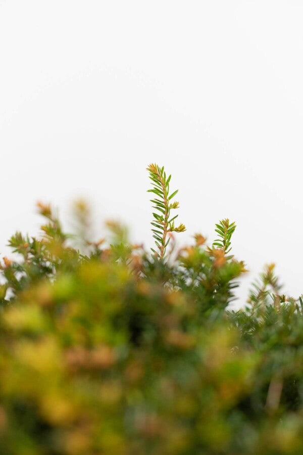 Kugeleibe Taxus Baccata 80-90 cm