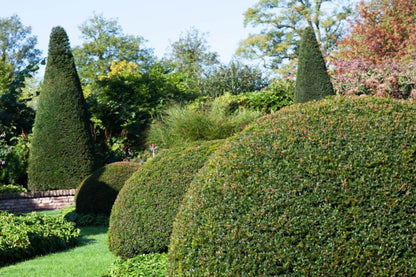 Kugeleibe Taxus Baccata 80-90 cm