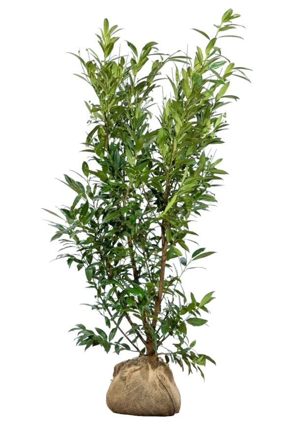 Kirschlorbeer Herbergii 175/200 cm – Pflanzenbild