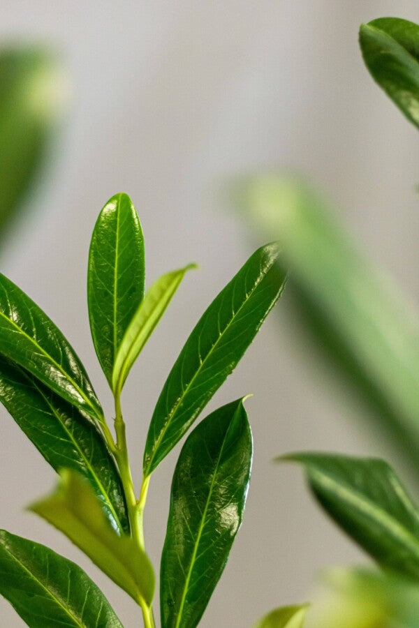 Kirschlorbeer / Prunus Laurocerasus Caucasica 80/100 cm