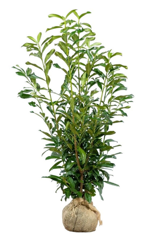 Kirschlorbeer / Prunus Laurocerasus Genolia 100/125