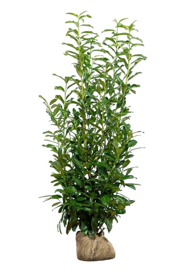 Kirschlorbeer / Prunus Laurocerasus Genolia 125/150