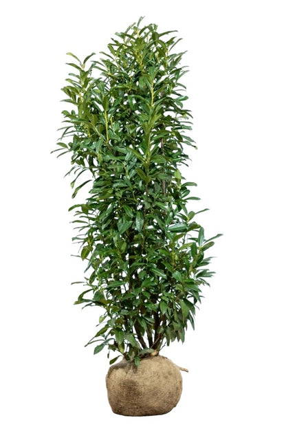 Kirschlorbeer / Prunus Laurocerasus Genolia 150/175