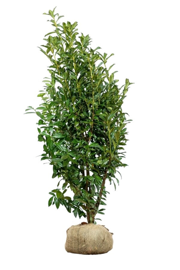 Kirschlorbeer / Prunus Laurocerasus Genolia 175/200