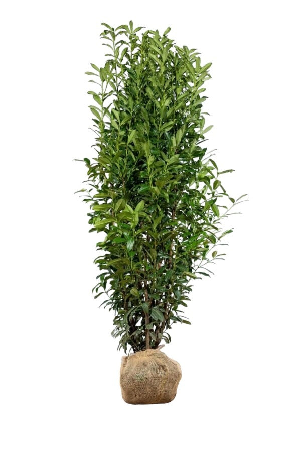 Kirschlorbeer / Prunus Laurocerasus Genolia 200/225