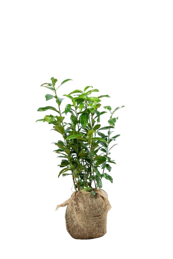 Kirschlorbeer / Prunus Laurocerasus Genolia 60/80