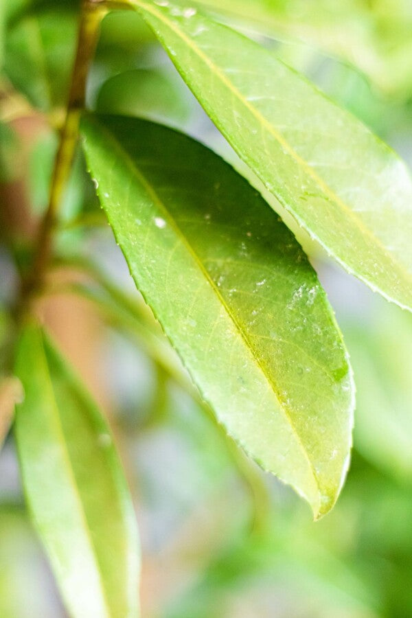 Kirschlorbeer / Prunus Laurocerasus Genolia 125/150