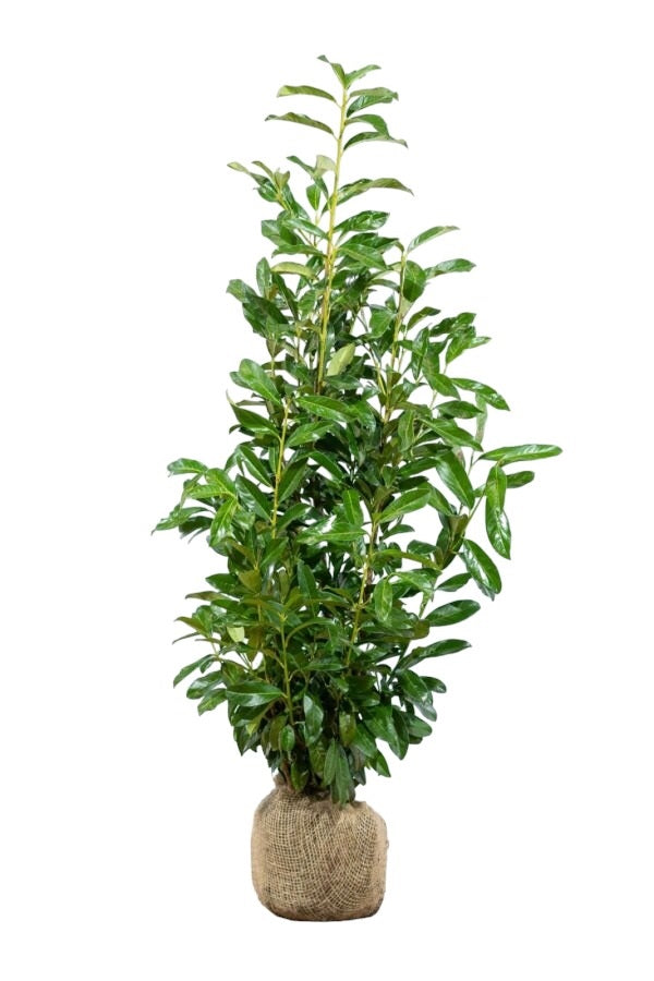Kirschlorbeer / Prunus Laurocerasus Genolia 80/100