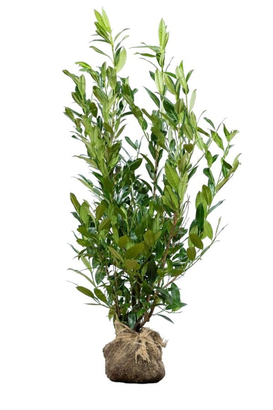 Kirschlorbeer / Prunus Laurocerasus Caucasica 100/125 cm