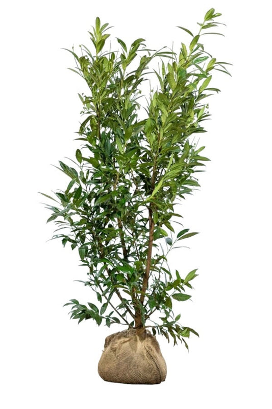 Kirschlorbeer / Prunus Laurocerasus Caucasica 175/200 cm