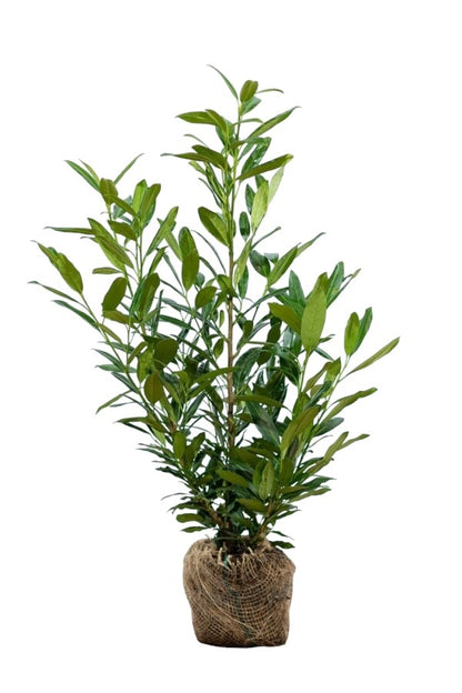 Prunus laurocerasus Herbergii 60/80