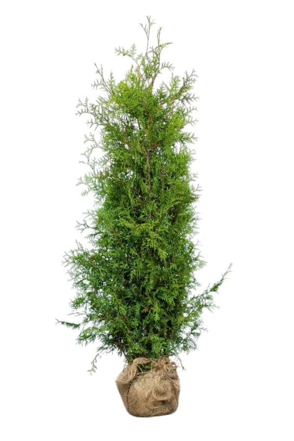Lebensbaum/Thuja Brabant 140/160 cm