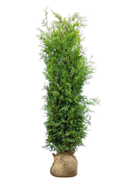 Lebensbaum/Thuja Brabant 160/180 cm