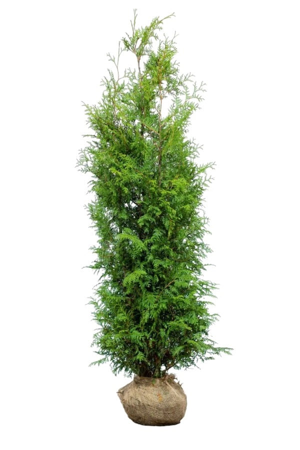 Lebensbaum/Thuja Brabant 180/200 cm