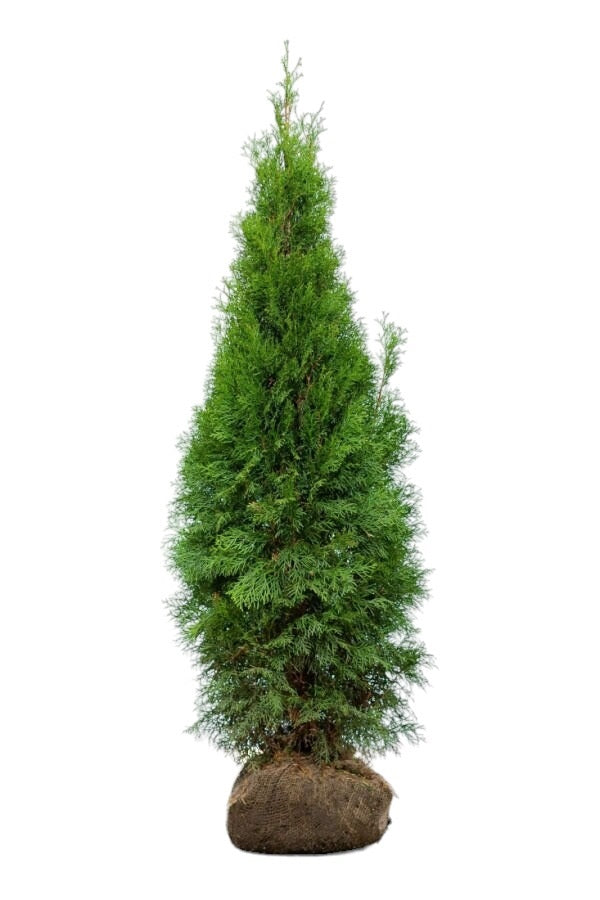 Lebensbaum/Thuja Smaragd 120/140 cm