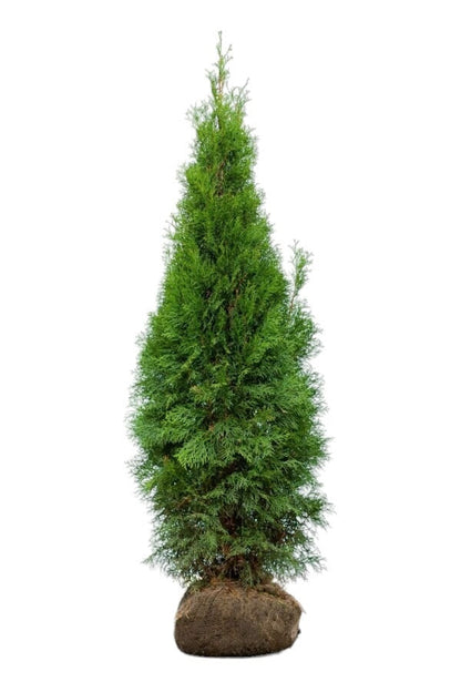 Lebensbaum/Thuja Smaragd 120/140 cm