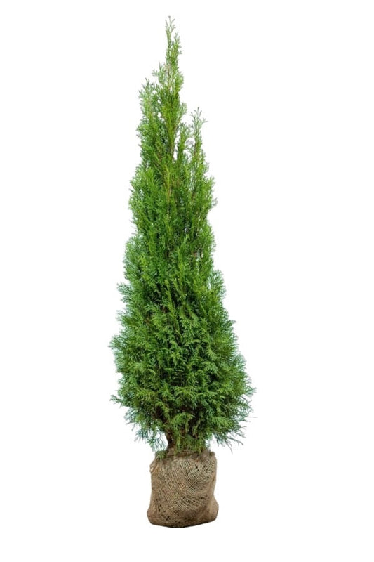 Lebensbaum/Thuja Smaragd 160/180 cm