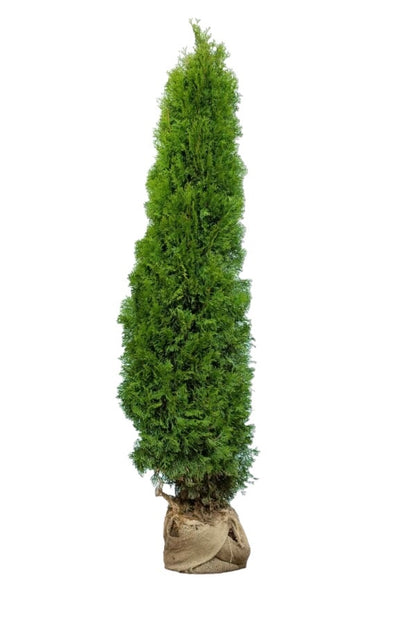 Lebensbaum/Thuja Smaragd 180/200 cm