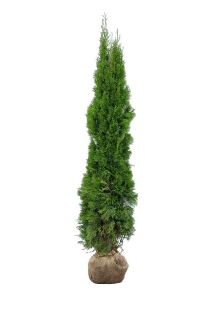 Lebensbaum/Thuja Smaragd 200/225 cm