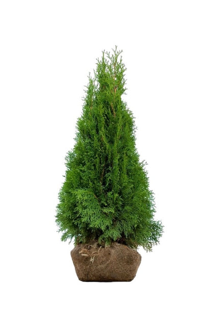 Lebensbaum/Thuja Smaragd 80/100 cm