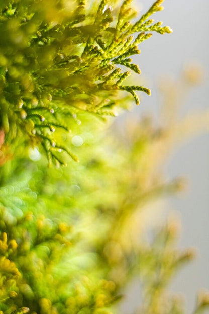 Lebensbaum/Thuja Smaragd 80/100 cm