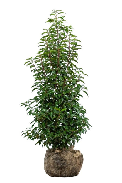 Portugiesischer Kirschlorbeer/Prunus Lusitanica Angustifolia 100/125 cm Pflanzenbild