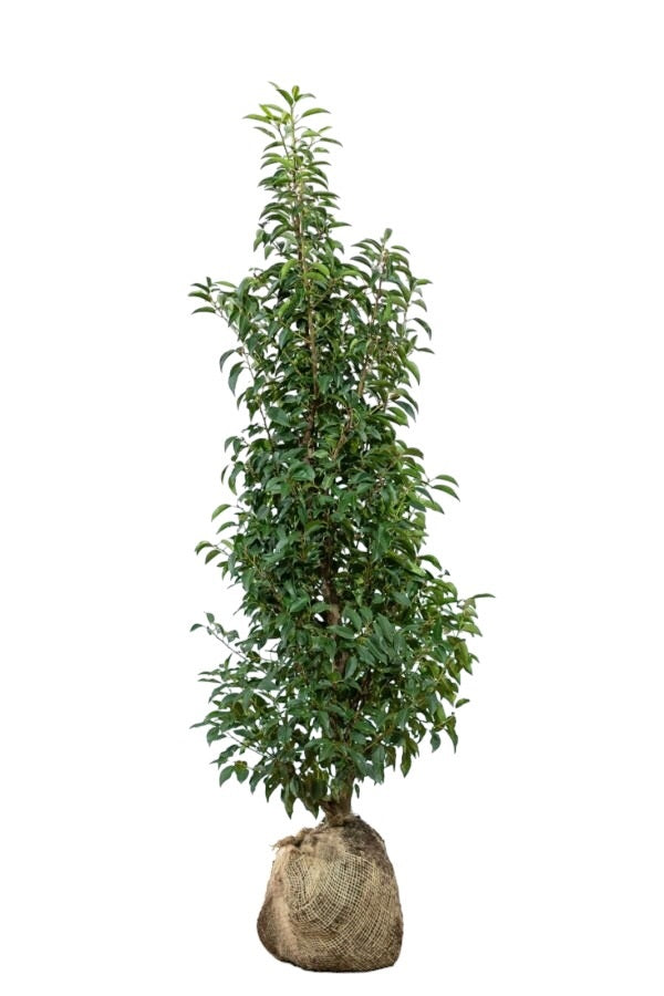 Portugiesischer Kirschlorbeer/Prunus Lusitanica Angustifolia 125/150 cm Pflanzenbild
