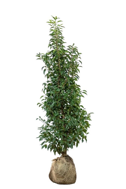 Portugiesischer Kirschlorbeer/Prunus Lusitanica Angustifolia 125/150 cm Pflanzenbild