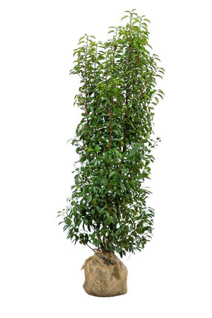 Portugiesischer Kirschlorbeer/Prunus Lusitanica Angustifolia 150/175 cm Pflanzenbild