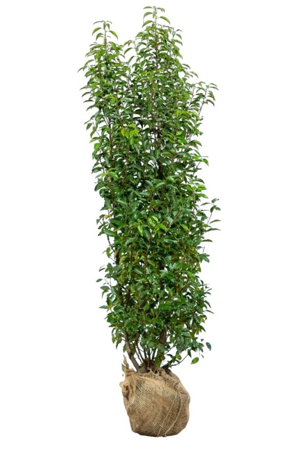 Portugiesischer Kirschlorbeer/Prunus Lusitanica Angustifolia 175/200 cm Pflanzenbild