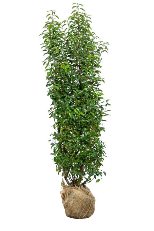 Portugiesischer Kirschlorbeer/Prunus Lusitanica Angustifolia 175/200 cm Pflanzenbild