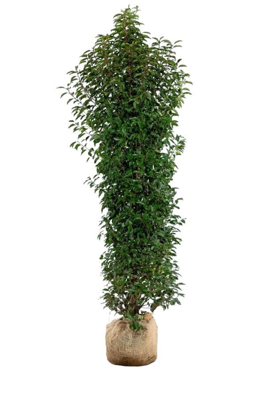 Portugiesischer Kirschlorbeer/Prunus Lusitanica Angustifolia 200/225 cm Blattbild