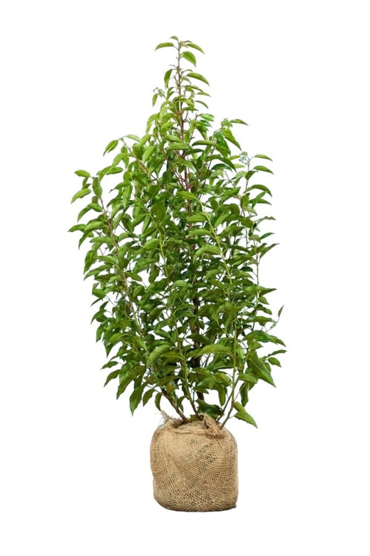 Portugiesischer Kirschlorbeer/Prunus Lusitanica Angustifolia 80/100 cm
