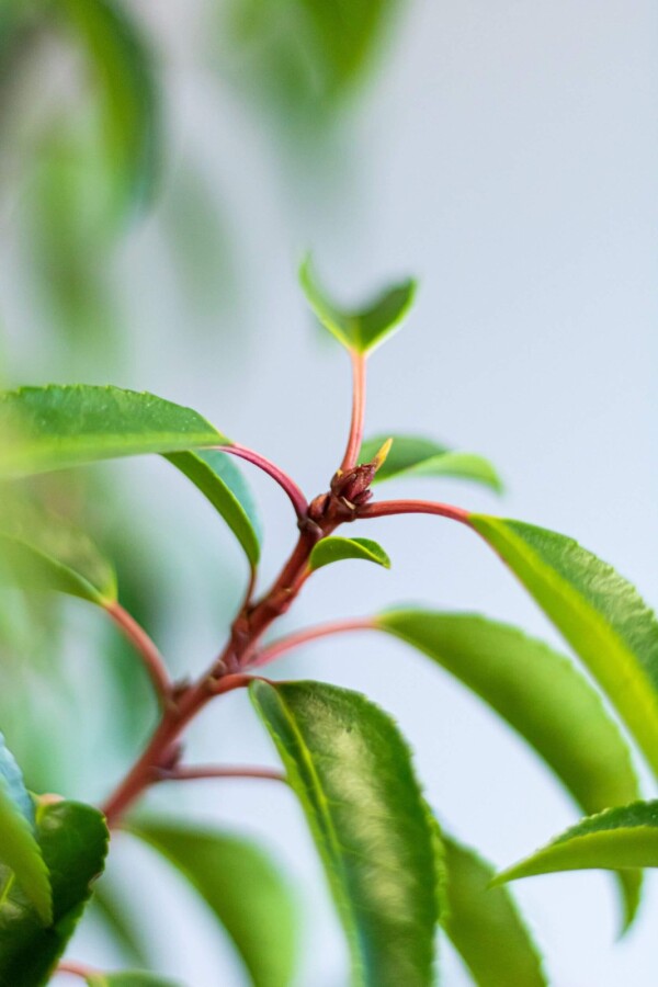 Portugiesischer Kirschlorbeer/Prunus Lusitanica Angustifolia 125/150 cm Blattbild