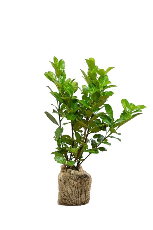 Kirschlorbeer Rotundifolia Pflanze