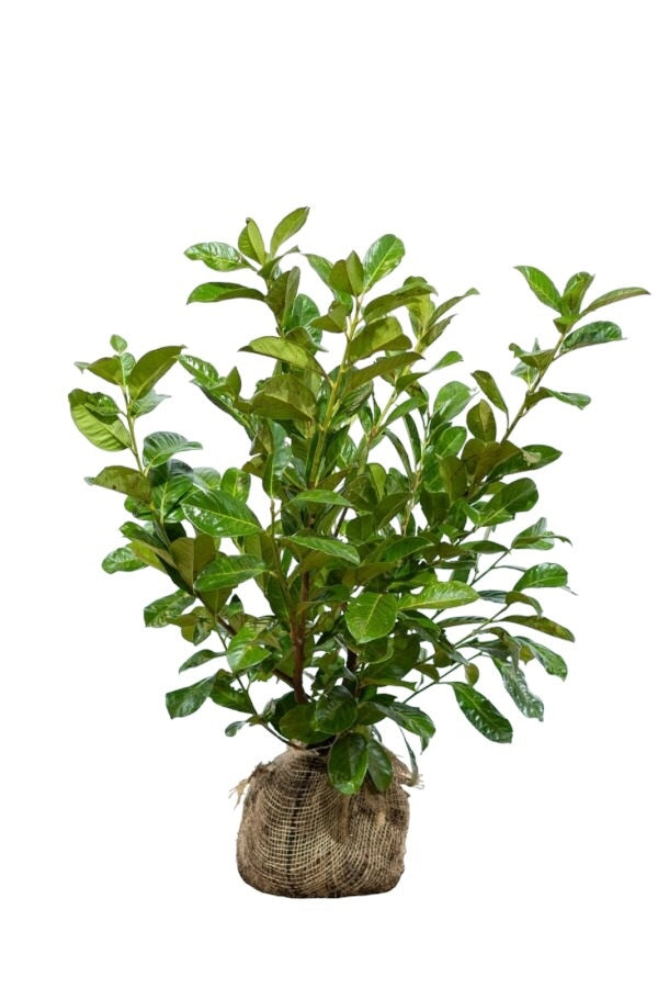 Kirschlorbeer Rotundifolia Pflanze