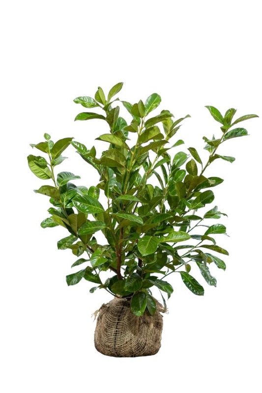 Kirschlorbeer Rotundifolia Pflanze