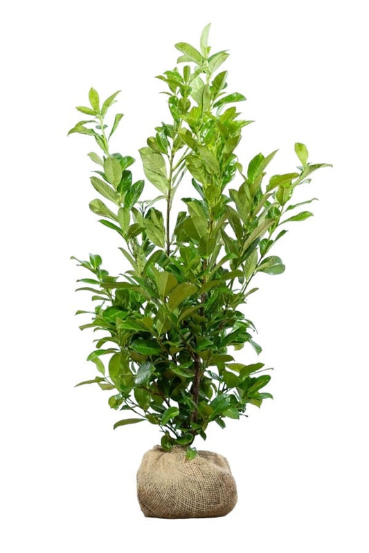 Kirschlorbeer Rotundifolia Pflanze