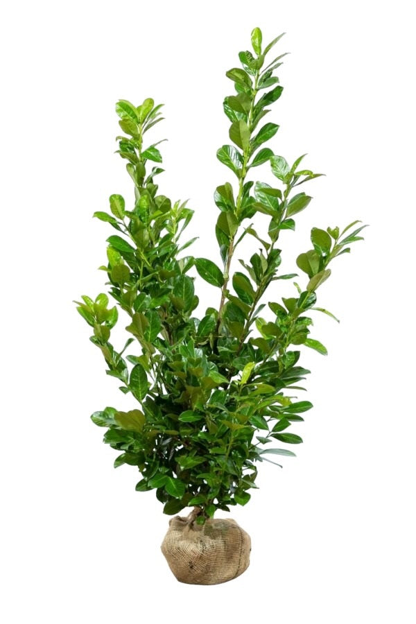 Kirschlorbeer Rotundifolia Pflanze