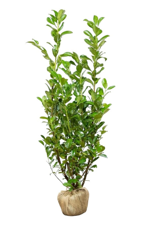 Kirschlorbeer Rotundifolia Pflanze