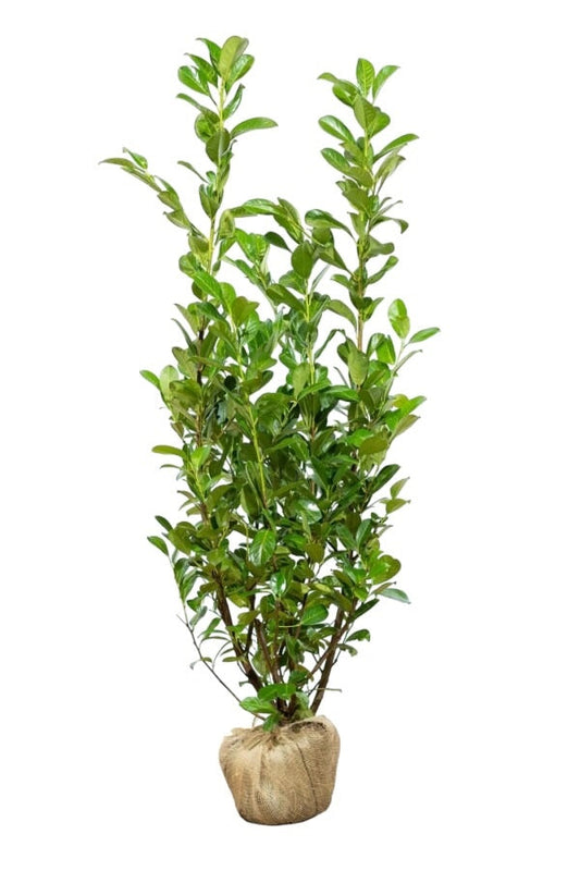 Kirschlorbeer Rotundifolia Pflanze