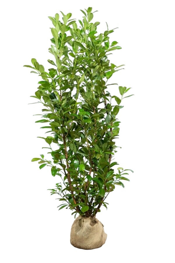 Kirschlorbeer Rotundifolia Pflanze