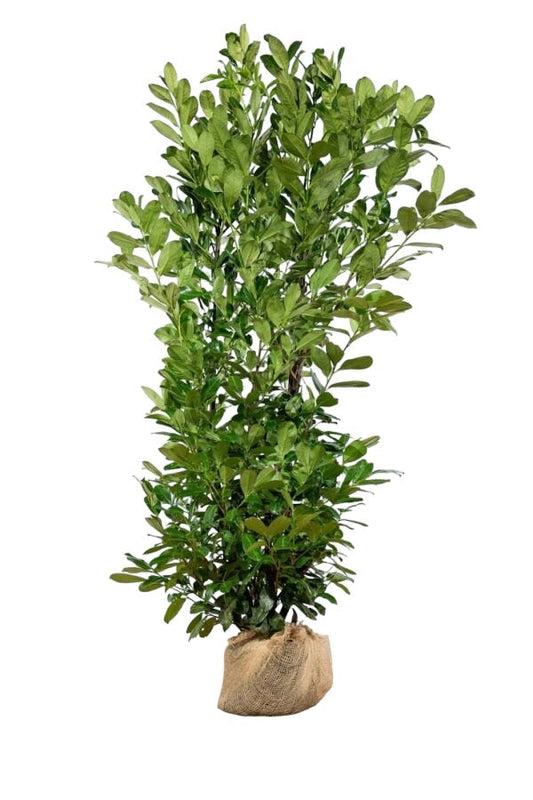 Kirschlorbeer Rotundifolia Pflanze